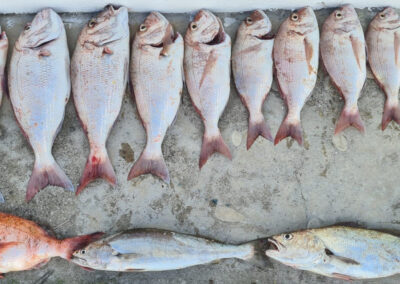 fishing accommodation in struisbaai